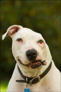 zeninnerpeace:  doctom666:  626thrower626:  Meet Oogy, Oogy was about ten weeks old and weighed 20 pounds he was tied to a stake and used as bait for a Pit Bull. The left side of his face including most of his ear was torn off. He was bitten so hard a