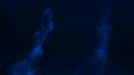 Dolphins swimming in bioluminescent plankton 