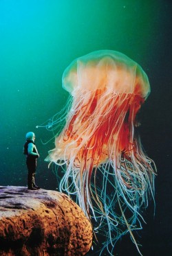 sound-dream: Psychedelic jelyfish