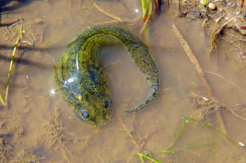 larval California tiger salamander (Ambystoma californiense)Contra Costa county CA March 2015 / ZS40