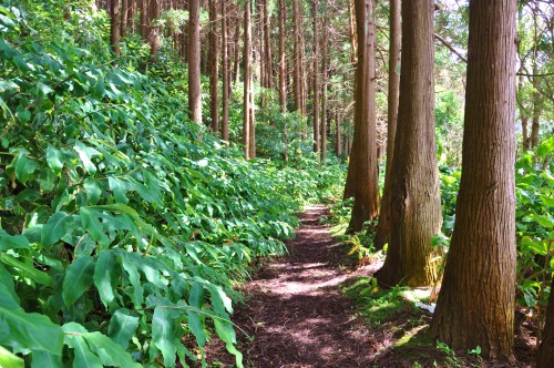 travel-art-life:  Another picture from European jungle. Azores in summer…