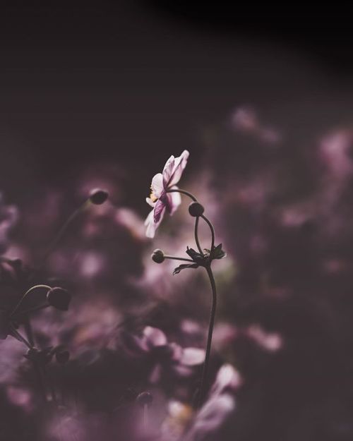 floralls: by anniespratt