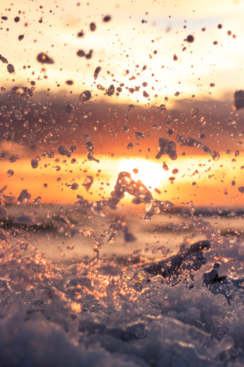lion-black:  Sun.Summer.Sea.Drops.