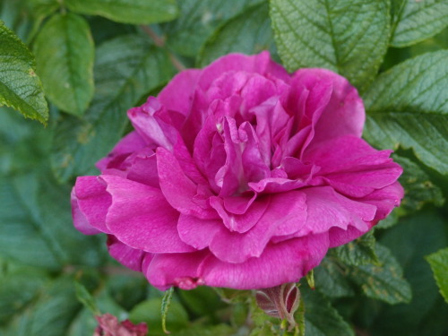 Rosa rugosa — rugosa rose