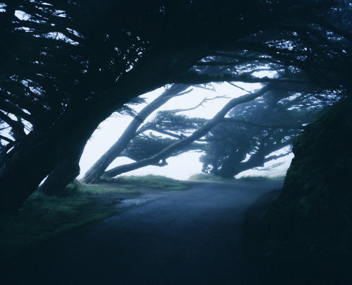 blue-voids:  Jonathan Smith - Trees in Fog, adult photos