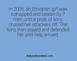 psychofactz:  Follow DidYouKnowBro.com For More Interesting Weird Fun Facts   Fucking Lions are smarter than Men, Go figure. even to animals, we seem like animals.