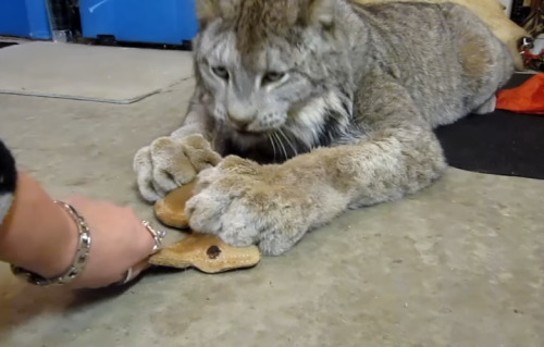 norcumi: robotslenderman: anythingbetterthanzukash: Canada Lynx (x)  The enormous paws *grabby 