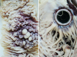  Mia Jane-Harris Creates Absolutely Stunning Close-Up Photographs Of Medical Specimens