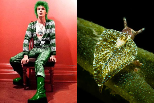 Sparkling and photosynthesized. You’re missed, Mr. Bowie!