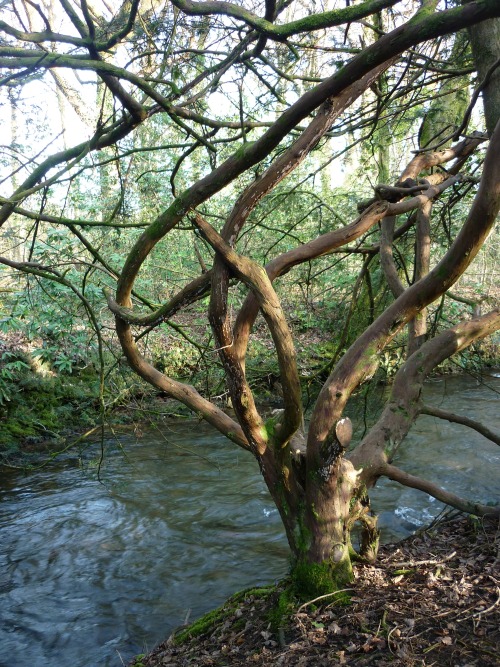 Bryngarw Country Park, March 2014