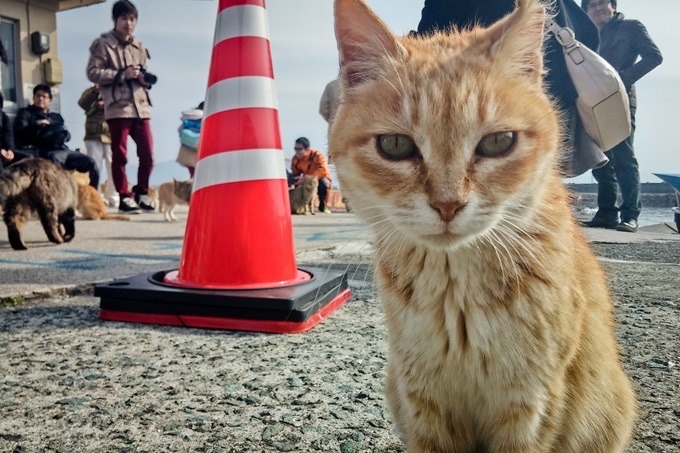 Cat Travel: Aoshima - Japanese Cat Island - Katzenworld