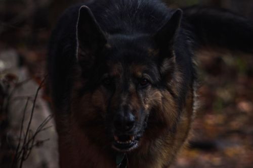 Big Woof......#DevilsLakeStatePark  #FallColors #FallHikes #Midwestfall#HappyHalloween #TravelWiscon