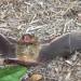 yourgothboyfriend:manywinged:manywinged:my favorite thing about bats is when they