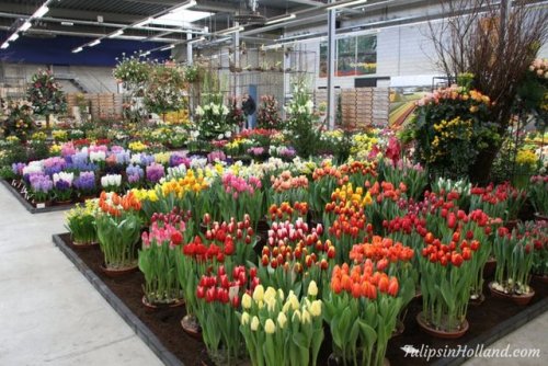 RT @tulips_holland: During February and March several indoor tulips festivals are held. Have you eve