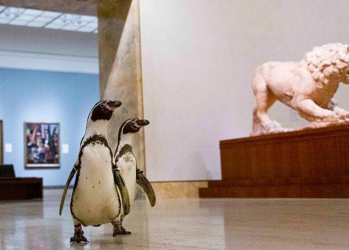 urhajos: Penguins of Kansas City Zoo get a private tour in the Nelson-Atkins Museum of Art