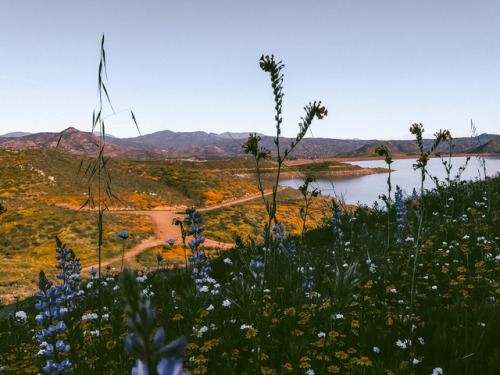 leaberphotos:  My meadowlark sing to meDiamond Valley Lake, California instagram