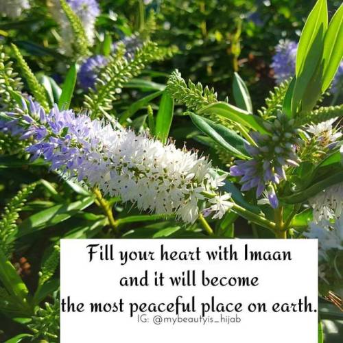 . #islam #mybeautyishijab #imaan #islamicquotes #peace #heart #Allah #nature #alhamdulillah