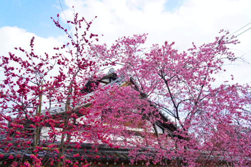 chitaka45: 京都 長徳寺 おかめ桜