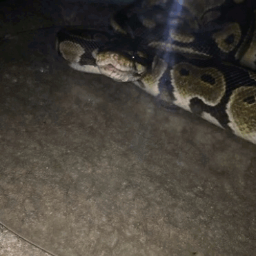 sir-isaac-snewton:Got both the snekkies yawning after a meal today! (Apologies for the poor quality.