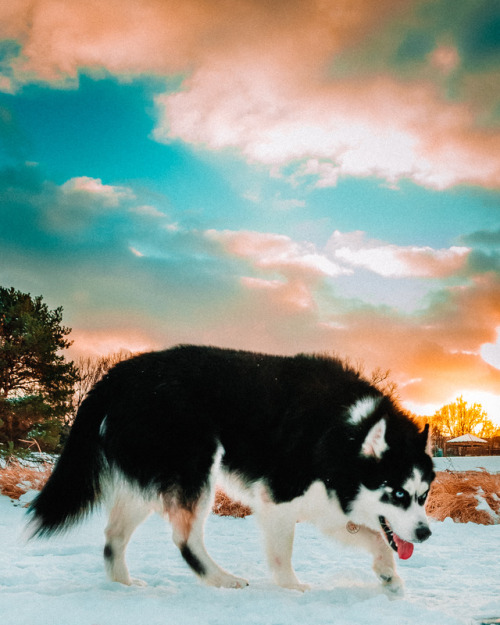 huskiesadventures: Warm winter tones.