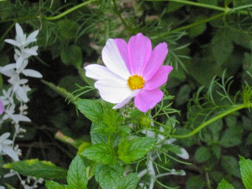 geopsych:  One of my cosmos got a little eccentric this year. I looked it up and there’s an explanation of how this happens here. I didn’t notice the mint photobombing until after I uploaded it. 