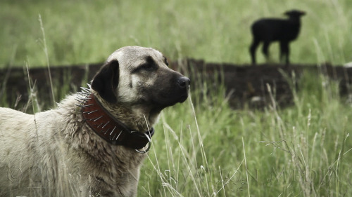 qualitydogs:Kangal - Livestock Guardian Dog by Jeremey Roberts