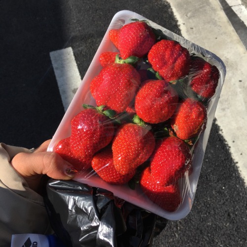 아쓍 저번주에 산 딸기가 훨 맛있다 짚앞에 과일가게 단지라 어디서 살까 고민이 이만 저만인데 앞으론 저번주 산딸기집 가야징 합천호 딸기 탈락