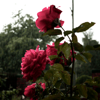 anonymous suggested chlorine by twenty one pilots!rebel red carnation grows while i decay… mo