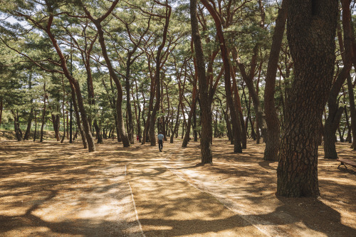 2022-05-15Hadong Pine Forest ParkCanon EOS R3 + RF15-35mm f2.8L ISInstagram  |  hwantastic79vivid