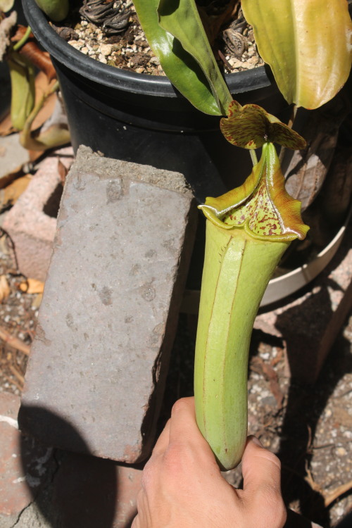 Nepenthes maxima x truncata vs. a brick