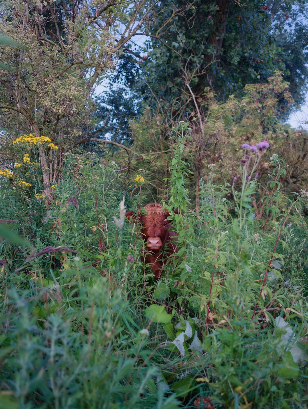 klaasfoto: Hide and seek 2019. After playing hide and seek with cows for three years