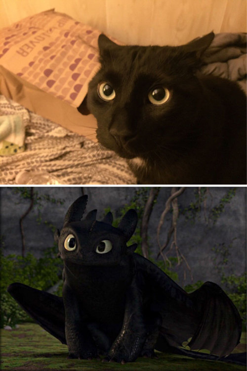 pr1nceshawn:Cats or Toothless!? porn pictures