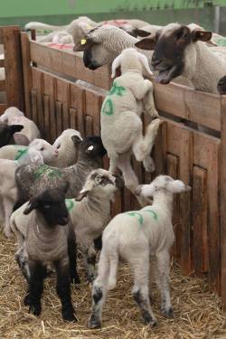 perfectlycromulentblog:  Baby lambs marked for meat trying to climb back to their mother. 