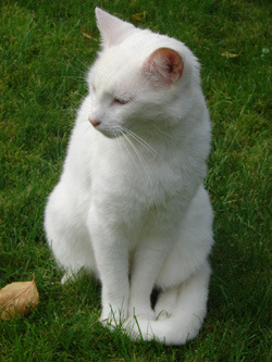 Our little Zoro, assassinated by a fucking driver, 5 years ago&hellip;