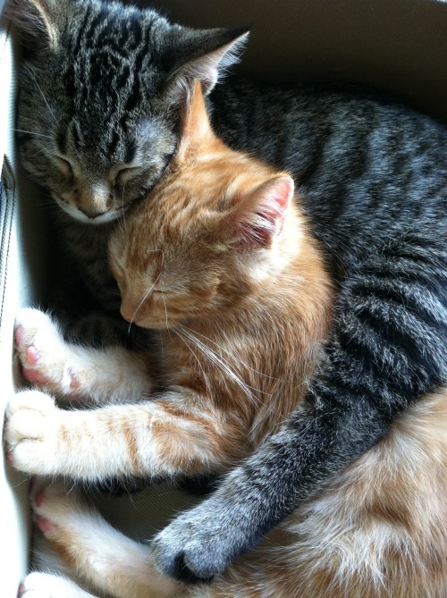 chaos-and-their-cats: ser pounce-a-lot made friends with one of the foster kittens