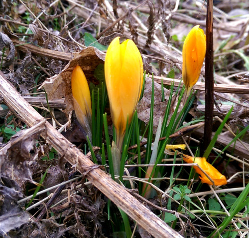 regnum-plantae: Crocus spp., Iridaceae C. flavus, C. vernus, C. vernus albiflorus, C. vernus ‘pickwick’ With some species and varieties of Crocus, I continue with the early-flowering geophytes I observed in this period. These are not from a botanic