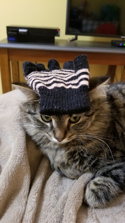 spaacegoat: Glove head!!!! Glove head!!!!!! (This is one of my cats, Otulissa)