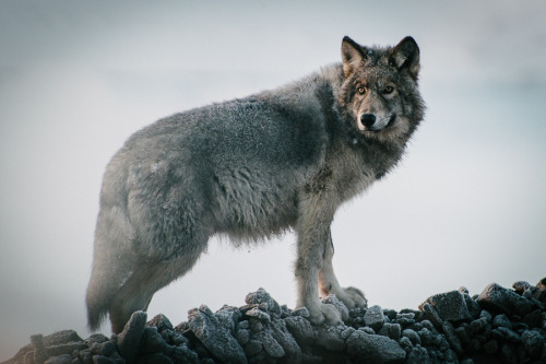 Gray wolf subspecies