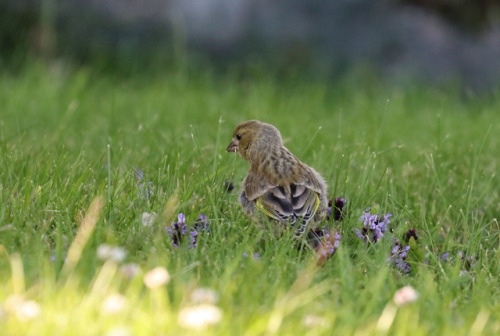 A young greenfinch/grönfink discovering a whole new world.