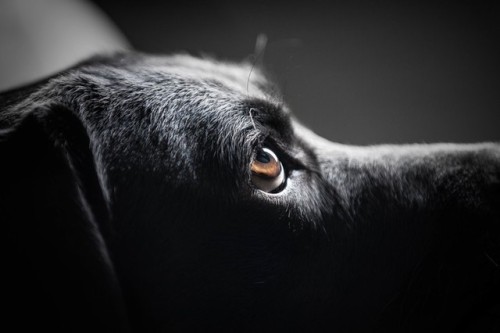 coffeenuts:Photo by thatblacklabby