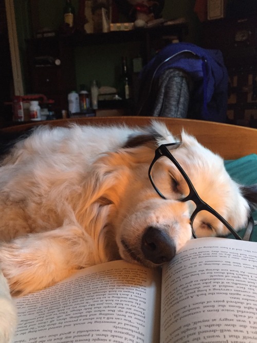 untexting: And after a long day of lecturing, Professor Pup just couldn’t keep his eyes open.