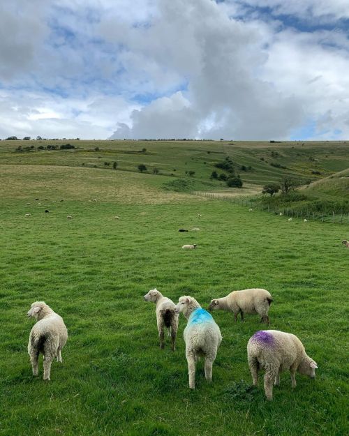 Big skies over the South Downs and punk sheep: a walk from Glynde to Lewes with @larapucci__ @alejezart and Paul Boyce. (at Glynde)
https://www.instagram.com/p/CSCWKQaI54e/?utm_medium=tumblr