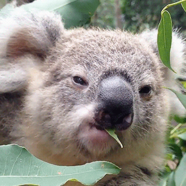 springcottage: koalakrusader on ig