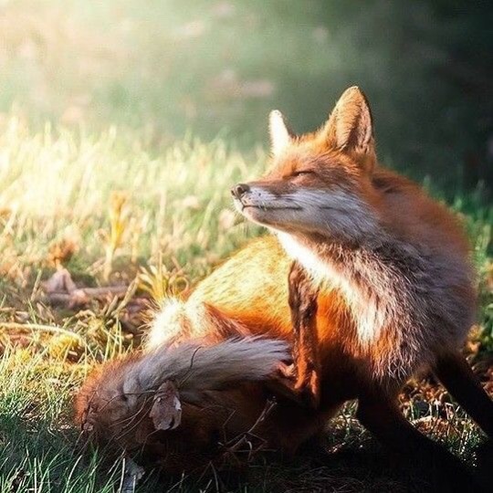 everythingfox:  Forest shine