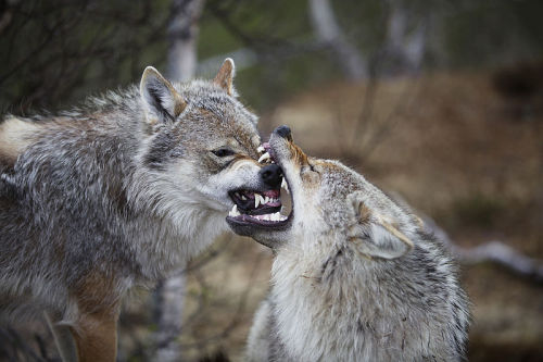 doctorscienceknowsfandom: koryos: Dominance Behavior in Canids I didn’t really even WANT to ma