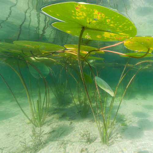 uroko:♡Michel Loup♡ [id: four underwater photographs of lily pads.]