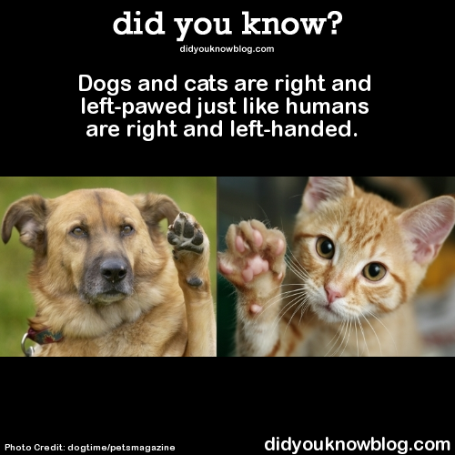 did-you-kno:There are tests you can do with your dog to determine which paw they