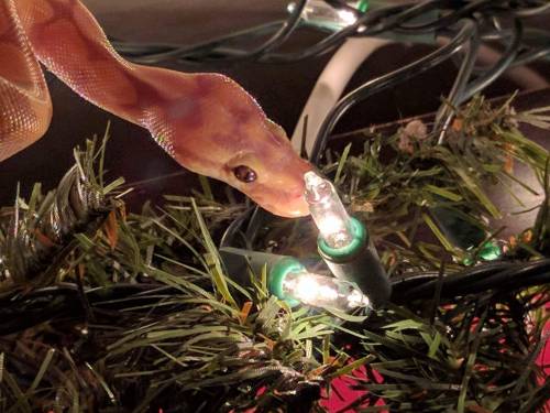 n0valynn:Rick the adventure snoot explorers a Christmas tree