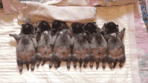 gifsboom:  Video: Pug Puppies Sleeping in a Row