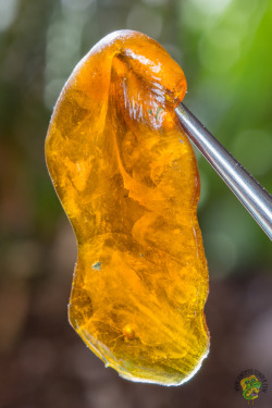 iamoppo:  Ghost Train Haze (Ghost OG x Nevil’s Wreck) Dabs